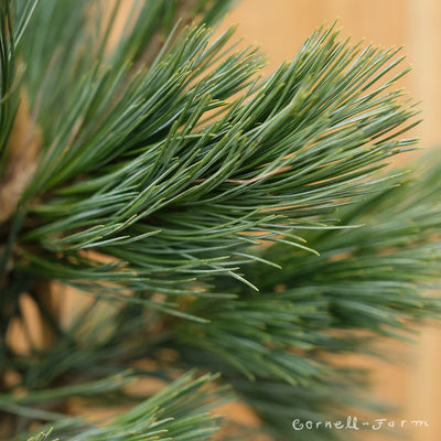 Pinus flexilis Cesarini Blue 3gal. Limber Pine