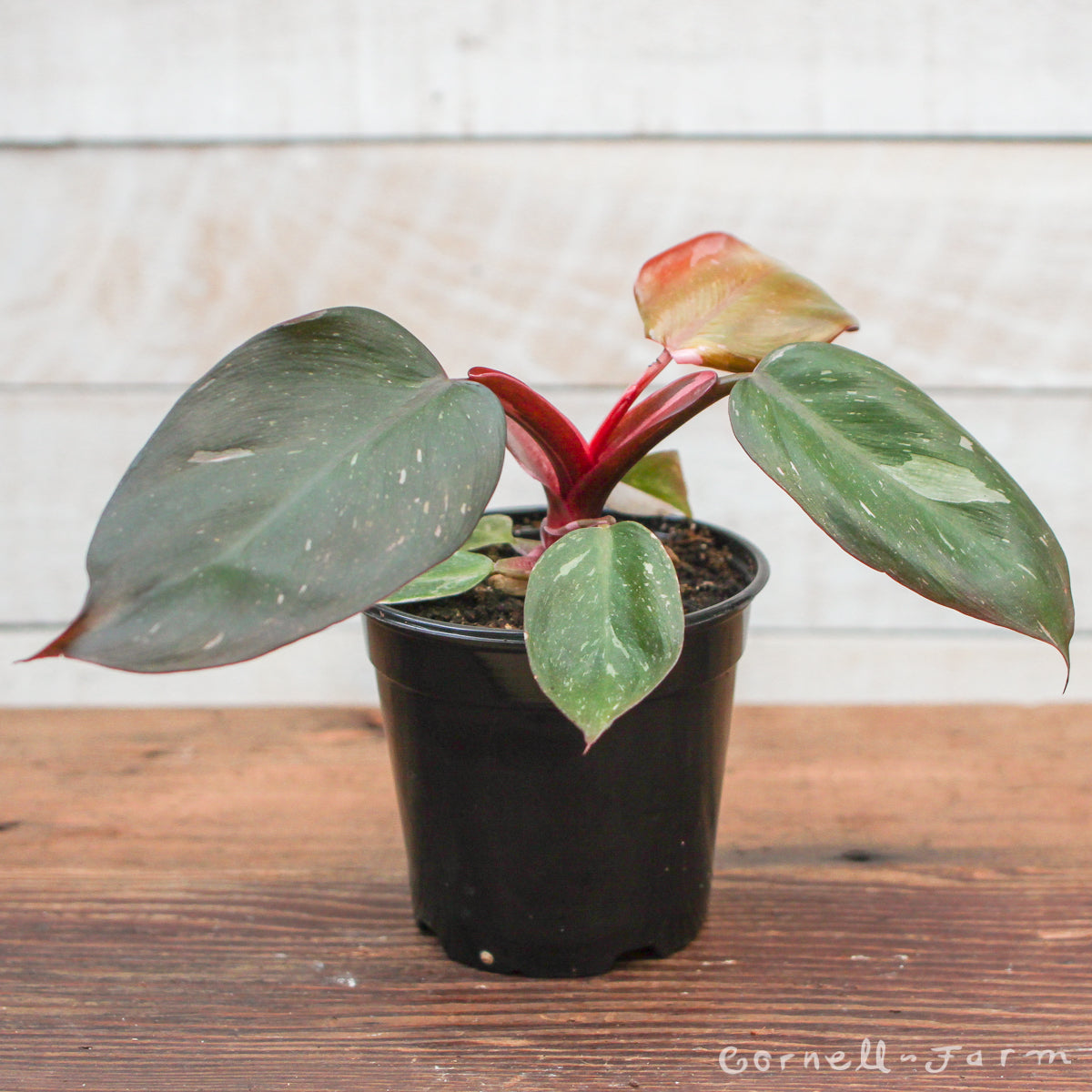 philodendron red princess Philodendron 'Pink Princess' 4in – Cornell Farm