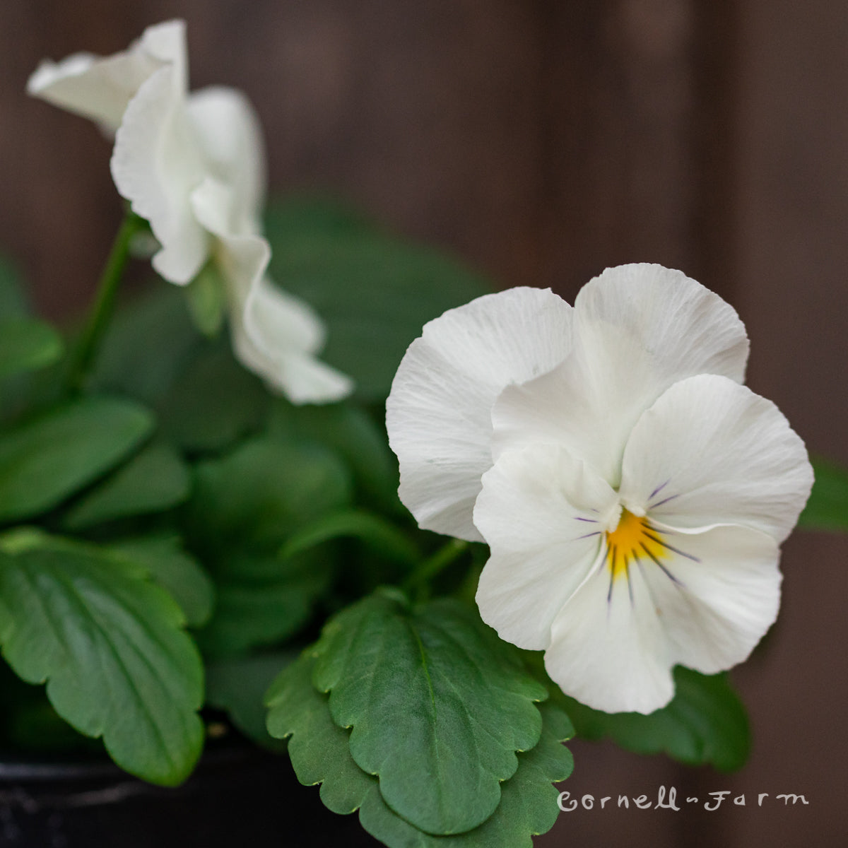 Pansy Cool Wave White Qrt.