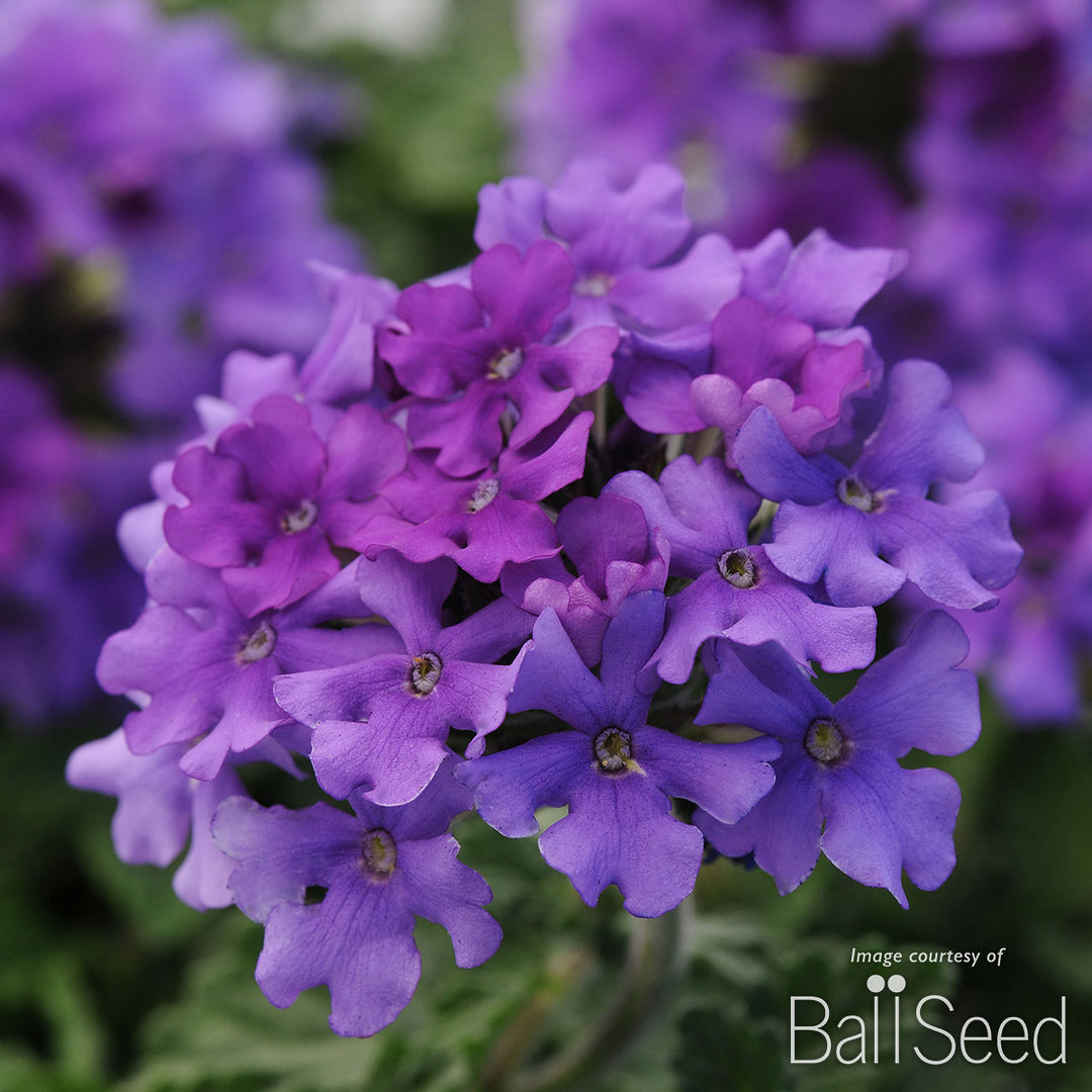 Verbena EnduraScape Blue 1gal – Cornell Farm