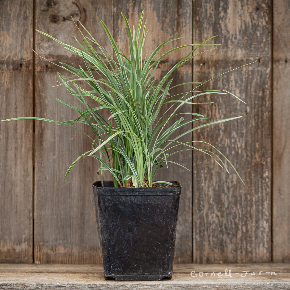 Liriope spicata Silver Dragon 1gal lilyturf