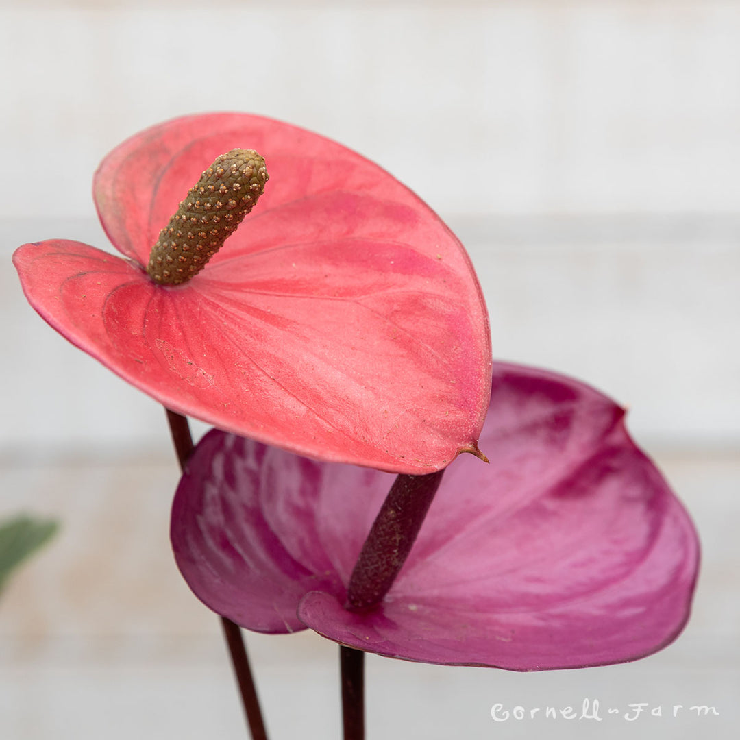 Anthurium andraeanum 4in Assorted Flowering – Cornell Farm
