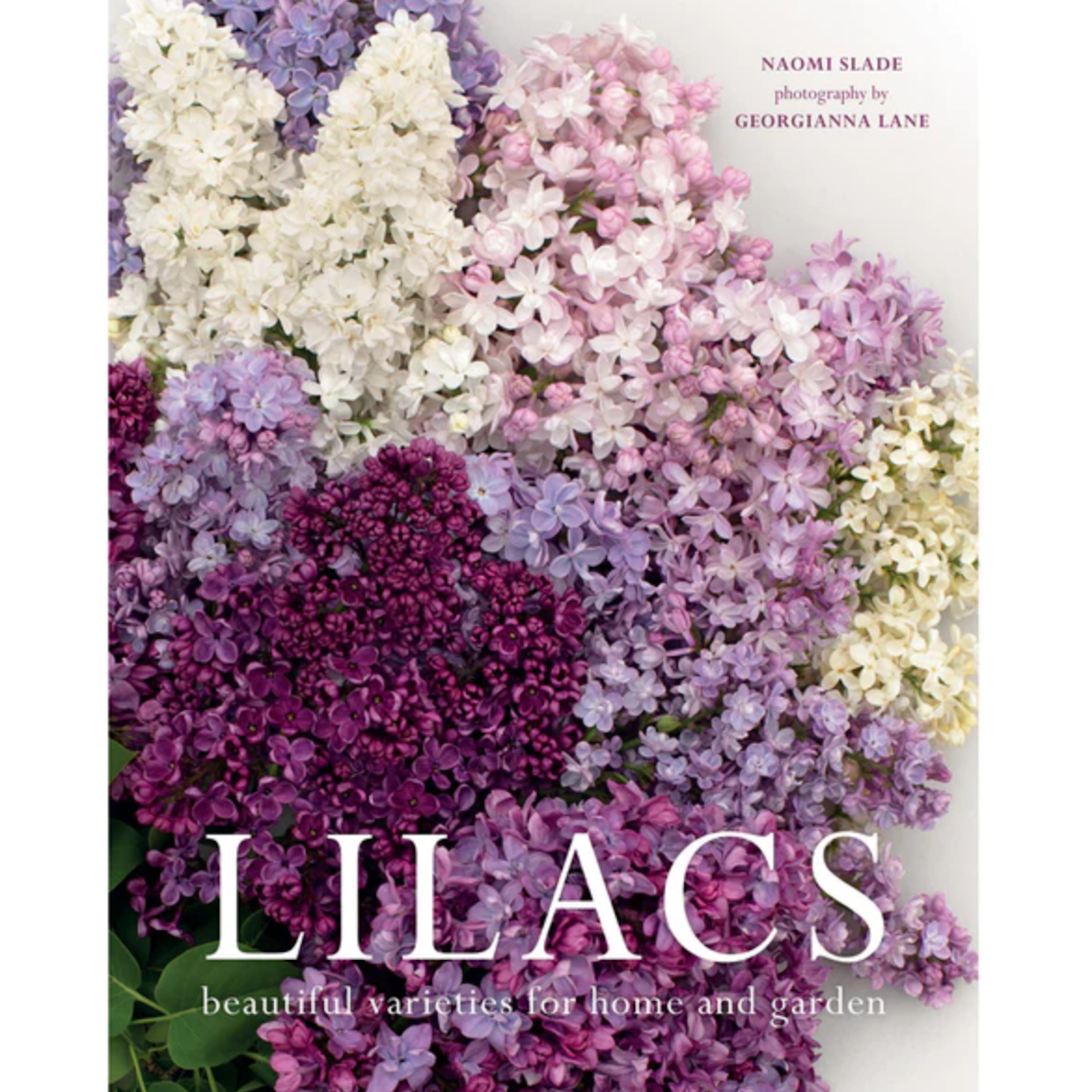 LILACS: Beautiful Varieties for Home & Garden