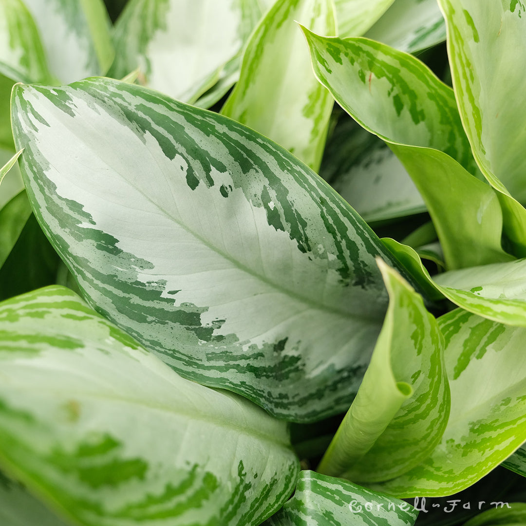 aglaonema silver bay vs silver queen Aglaonema 14in Silver Bay – Cornell Farm