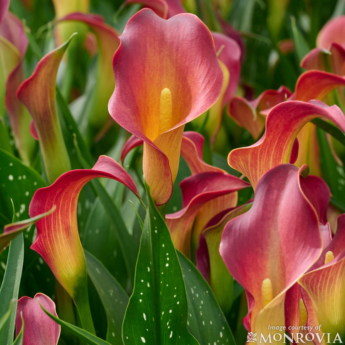 Zantedeschia a. Tulsa Red 2gal Calla