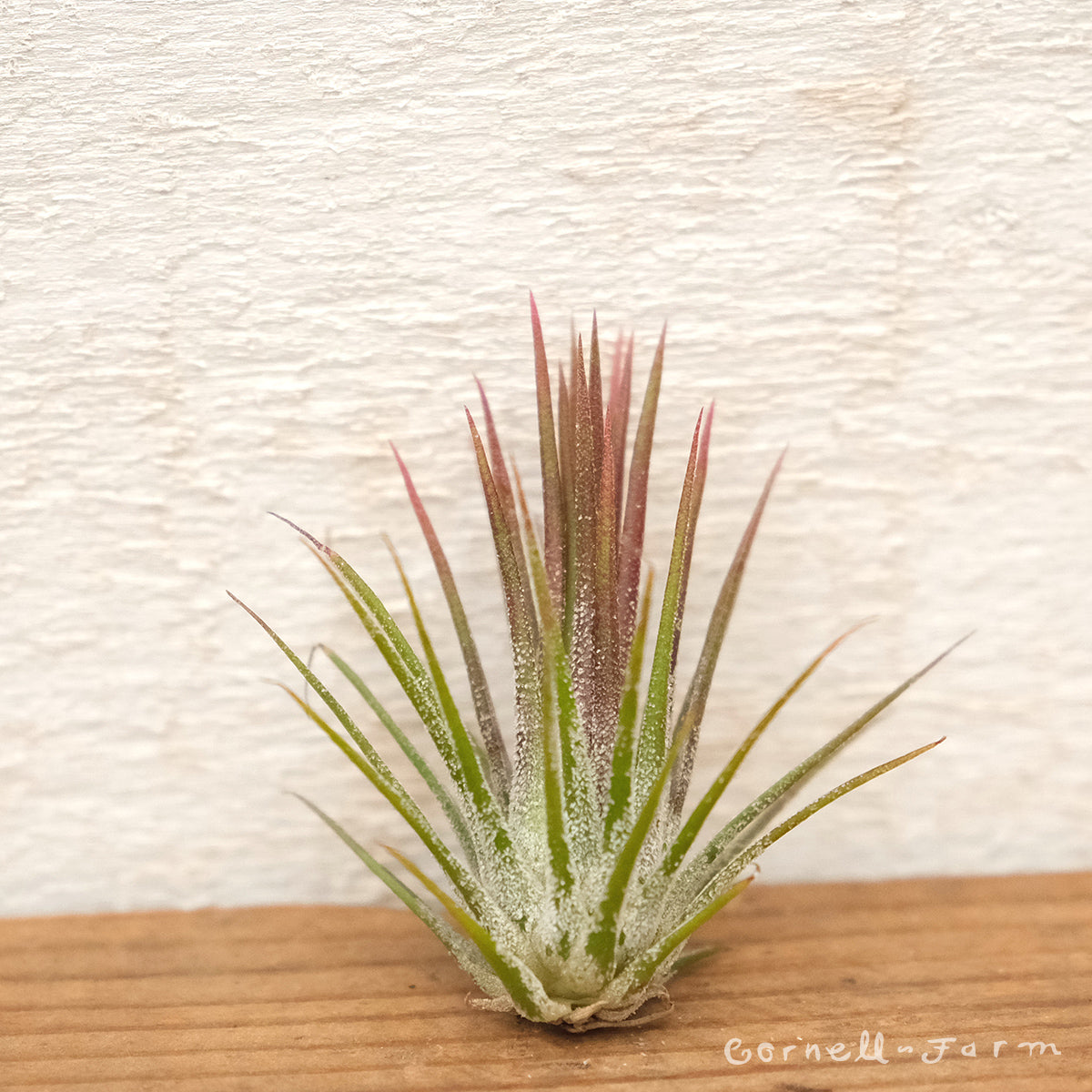 Tillandsia Ionantha Fuego 1-2in