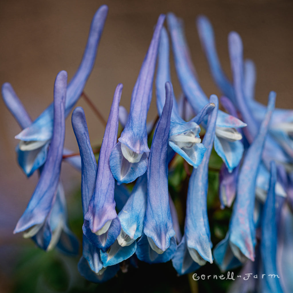 Corydalis Blue Heron