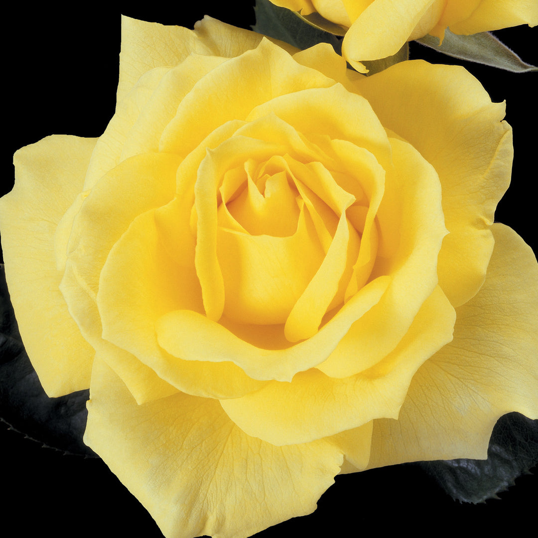 Rose Mellow Yellow 5gal Hybrid Tea – Cornell Farm