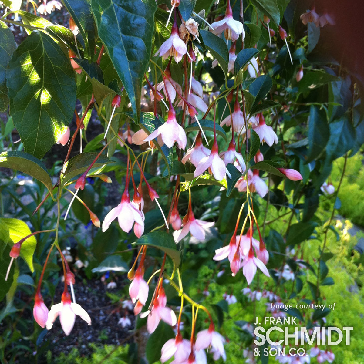 Styrax j. Marley's Pink 7gal 1.5cal Japanese Weeping Snowbell