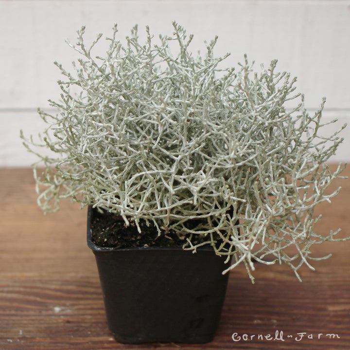 Calocephalus Silver Stone 4in – Cornell Farm