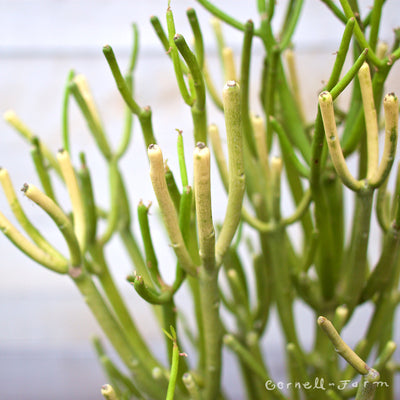 Euphorbia tirucalli 6in Firesticks