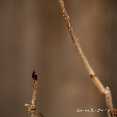 Aronia x prunifolia Aron Chokeberry Qrt