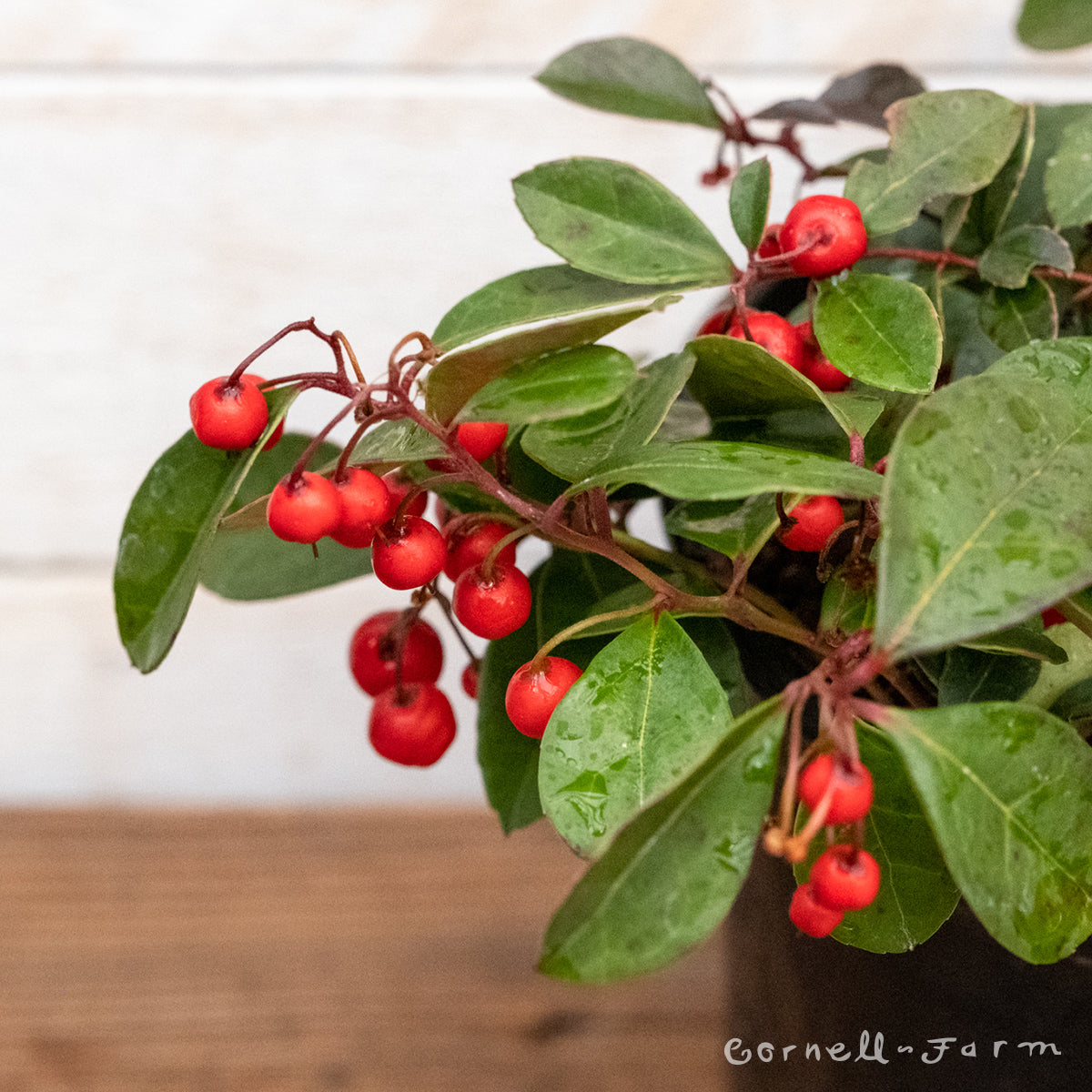 Gaultheria proc. Cherry Berries 1gal