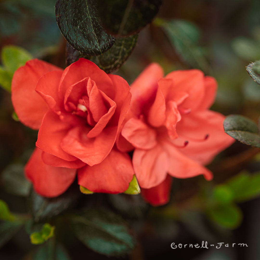 Azalea Greenwood Orange 1gal – Cornell Farm