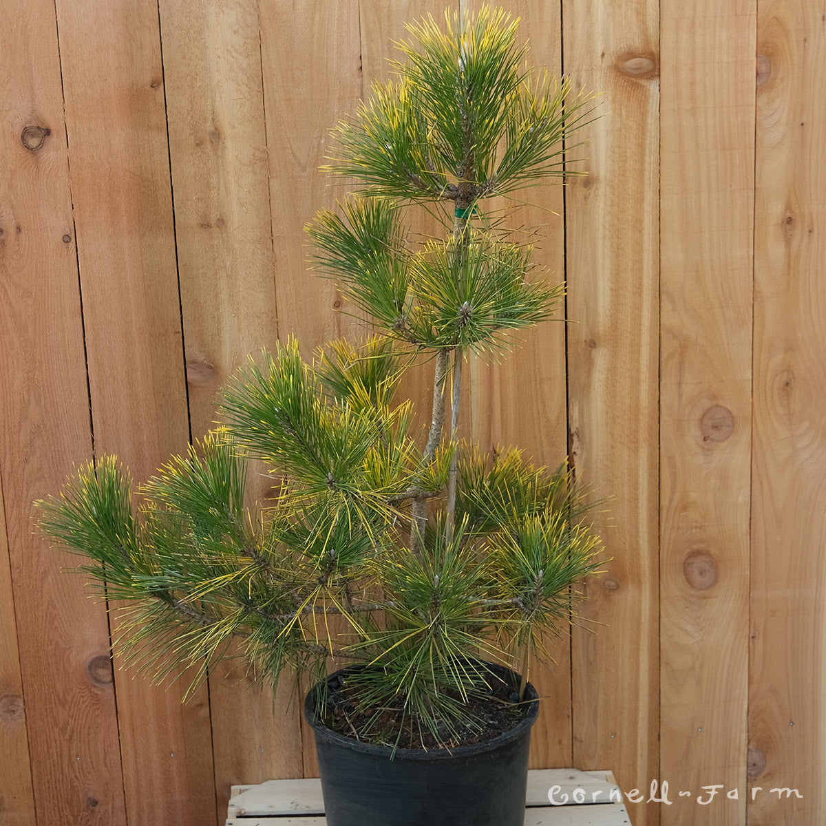 Pinus thunbergii Ogon 6gal Black Pine