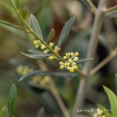 Olea Arbequina 5gal Olive