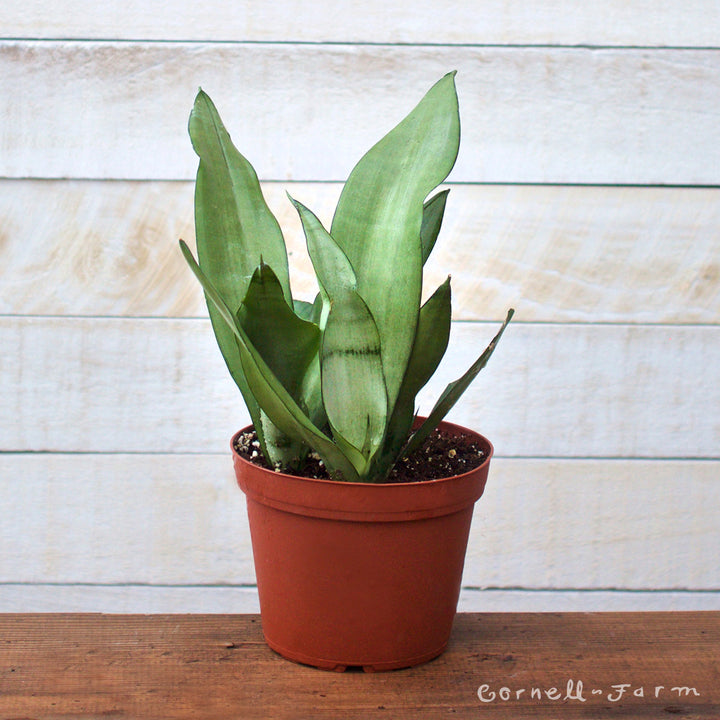 Sansevieria trifasciata 6in Moonshine snake plant