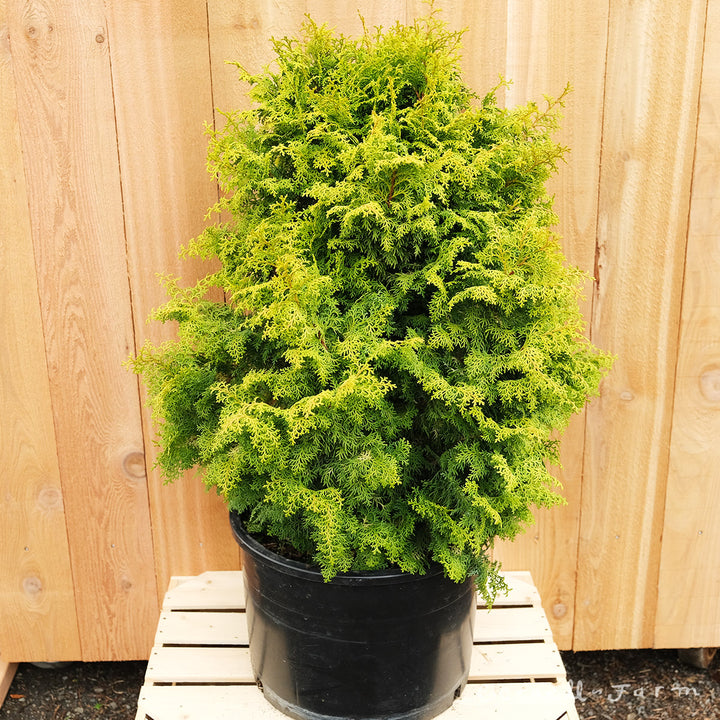 7e8a883dac99178048fdd03d70b891