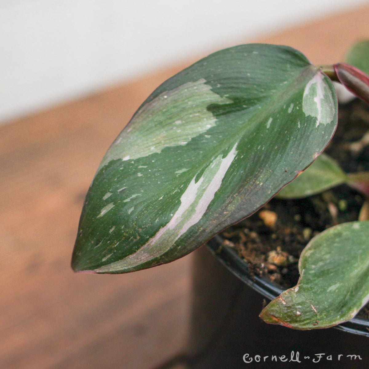 Philodendron erubescens 4in Pink Princess