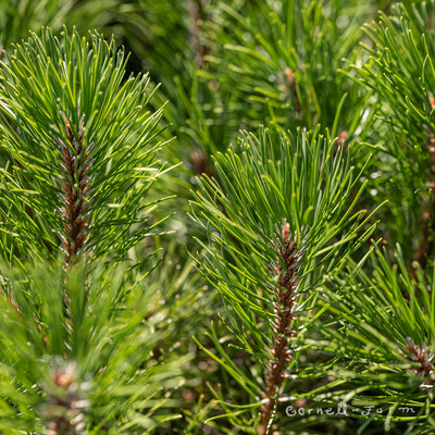 Pinus mugo var. mughus 3 gal Mugo Pine