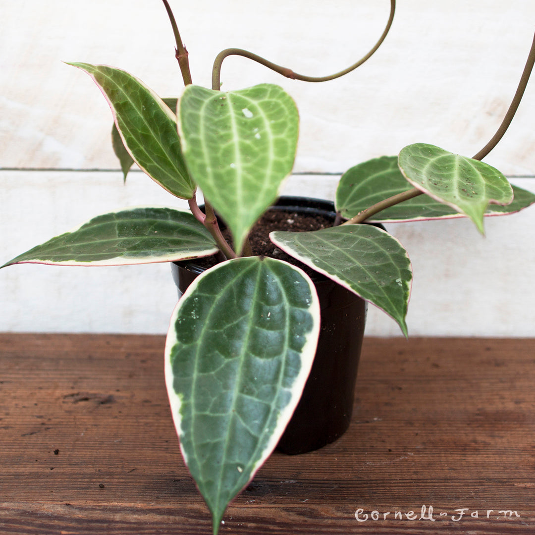 Hoya macrophylla 4in – Cornell Farm