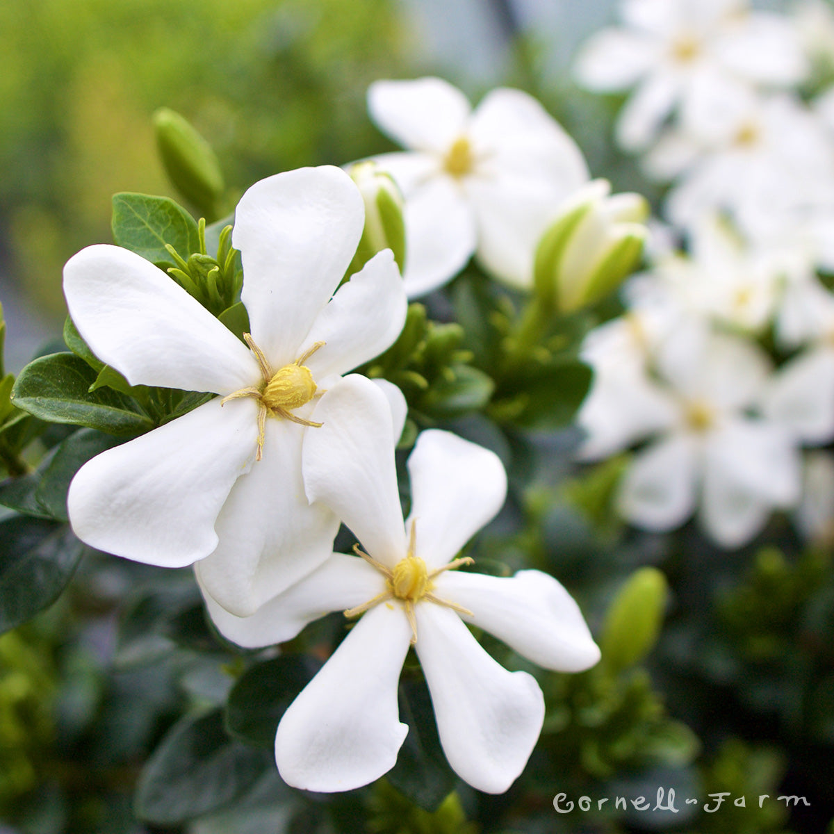 Gardenia j Kleim's Hardy 2gal