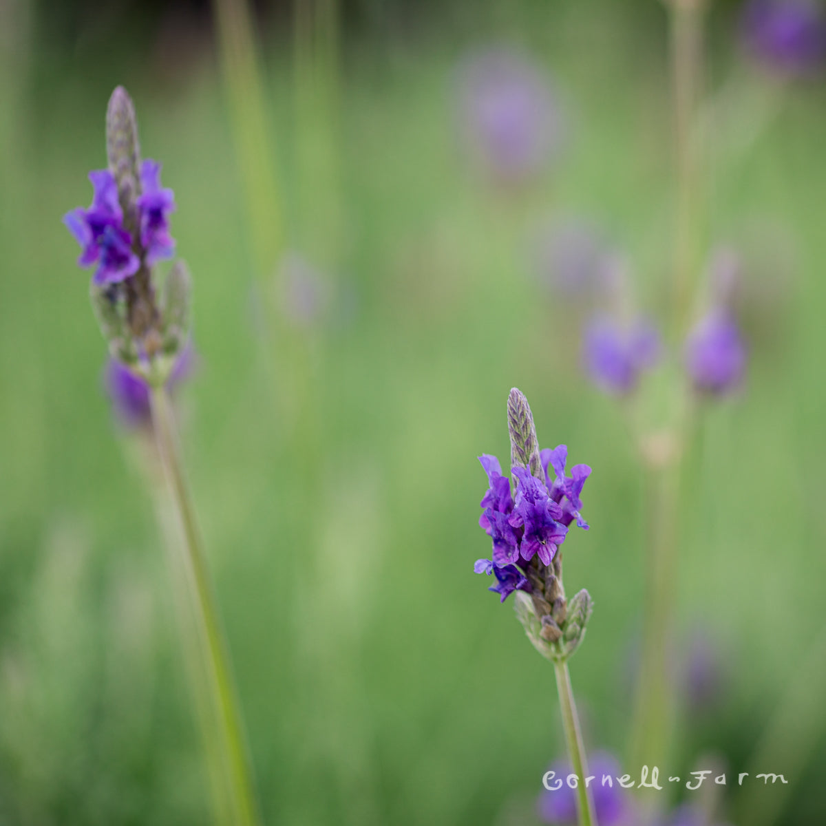fern lavender plants Lavandula Fern Leaf Qrt Lavender