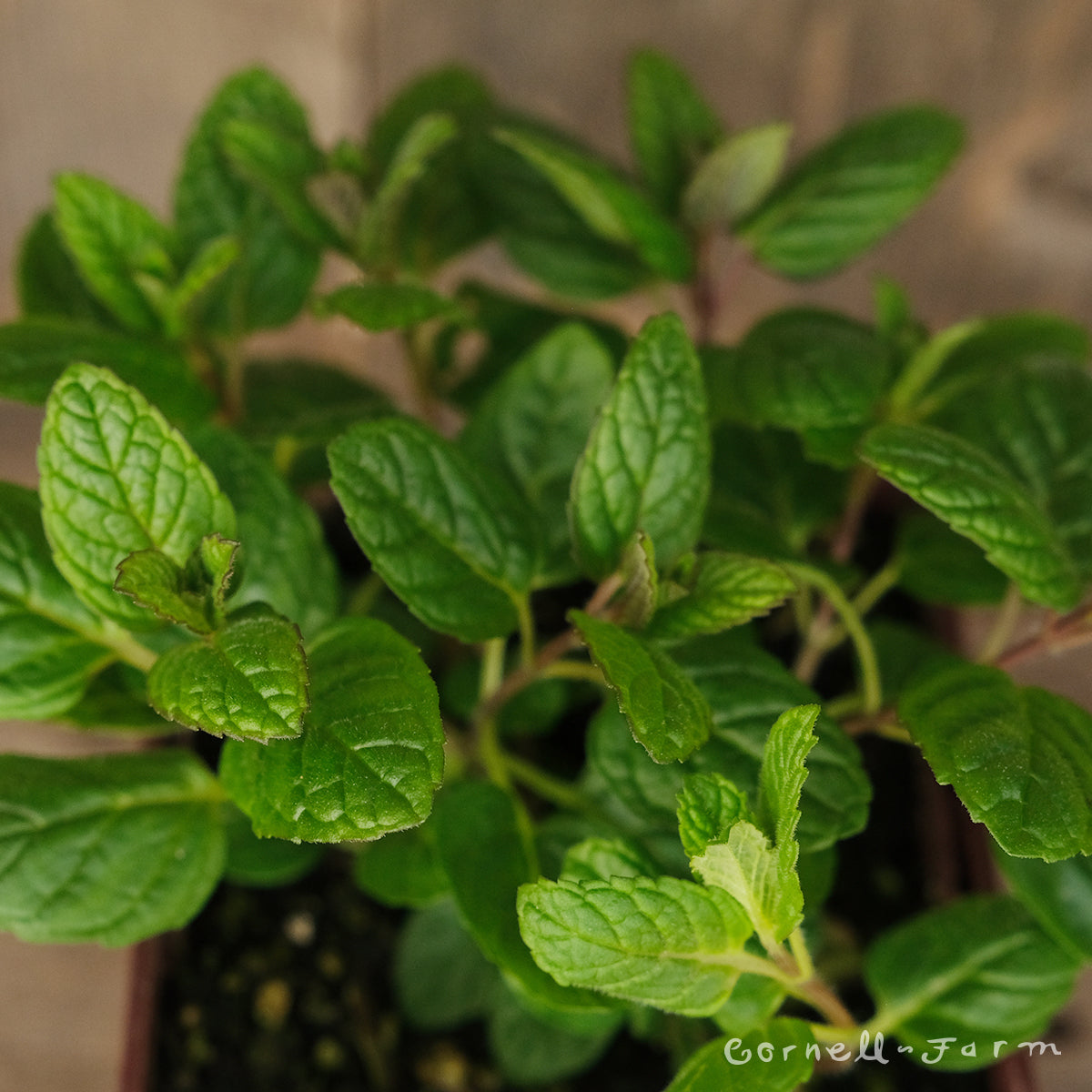 Mint Spearmint 4in – Cornell Farm