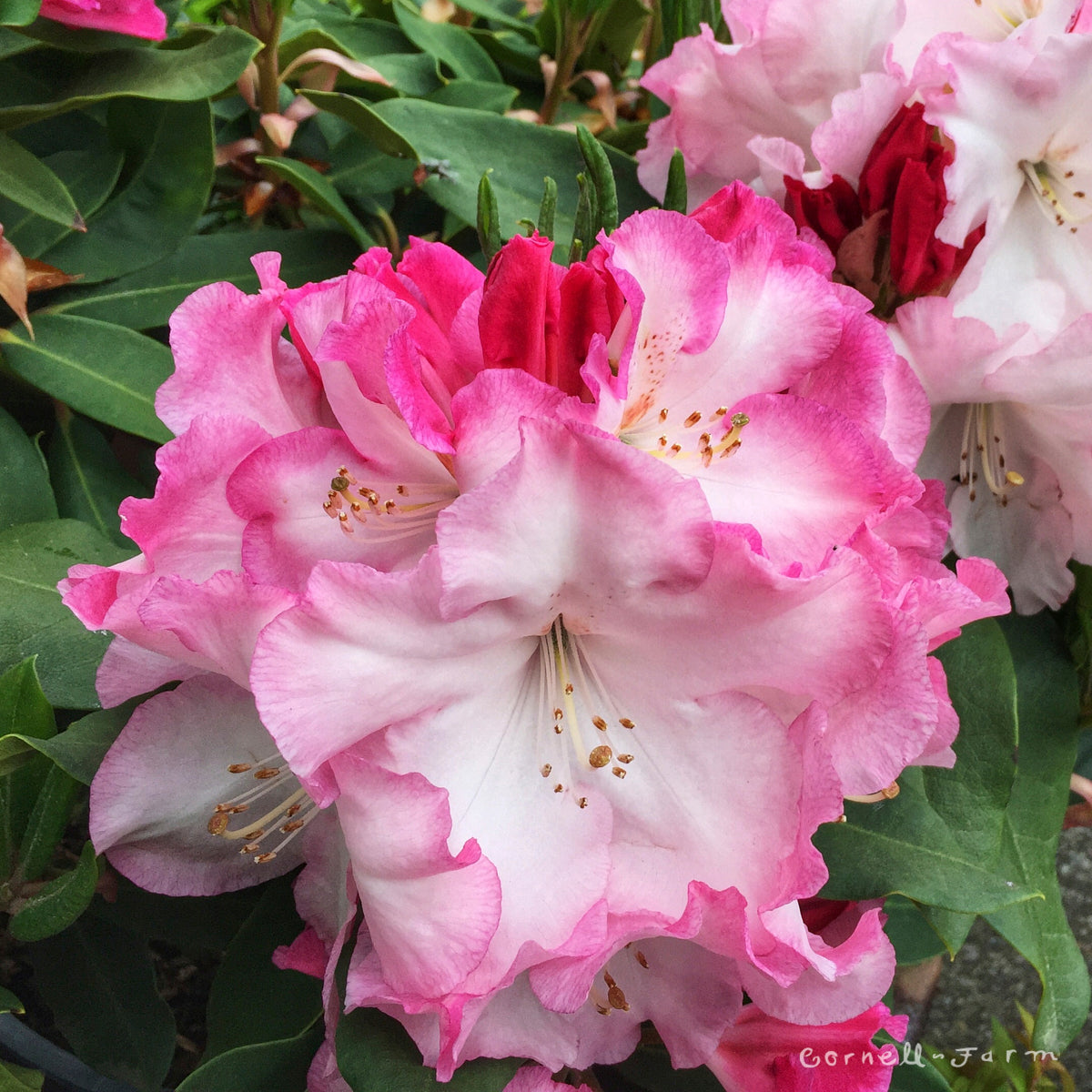 Rhododendron Red Walloper 30-36in