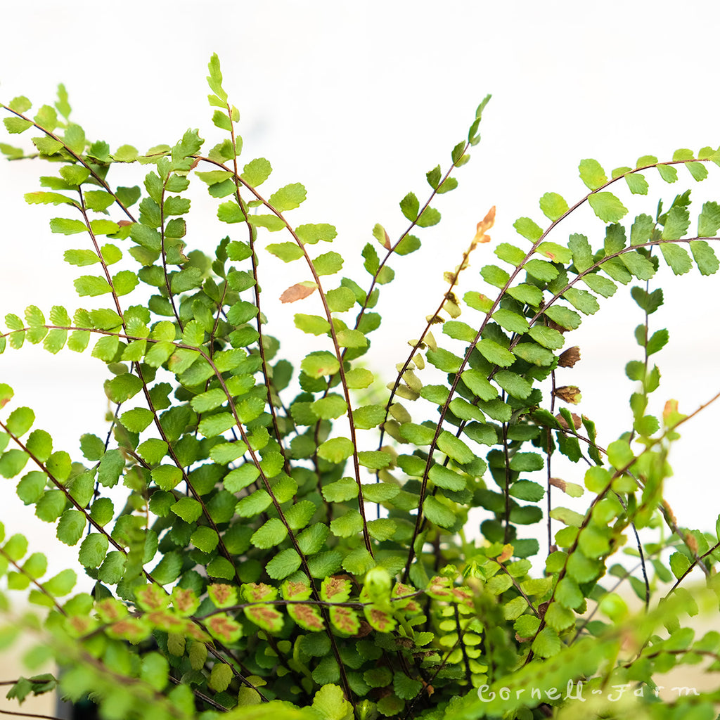 Asplenium trichomanes SGP Maidenhair Spleenwort