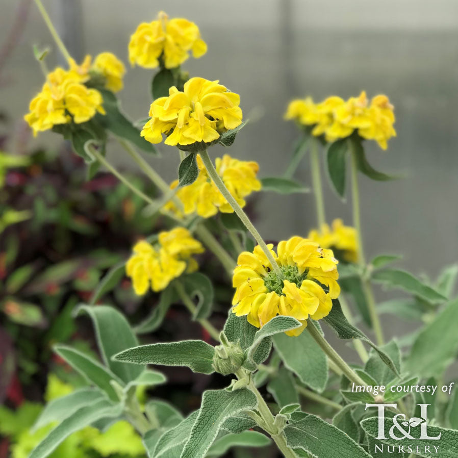 Phlomis fruticosa 1gal