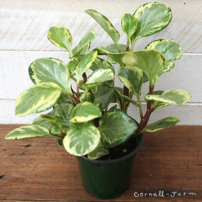 Peperomia obtusifolia var. 4in Baby Rubber  Plant