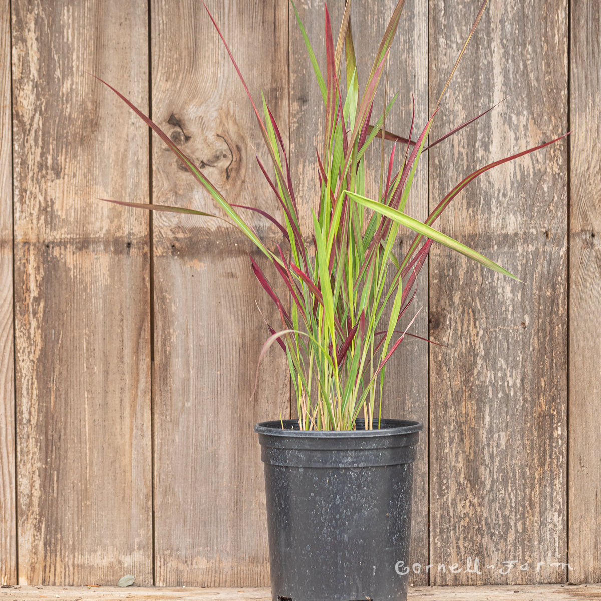 Imperata cylindrica Red Baron 1gal Japanese Blood Grass