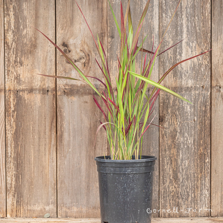 imperata cylindrica red Imperata cylindrica Red Baron 1 gal Japanese Blood Grass – Cornell Farm