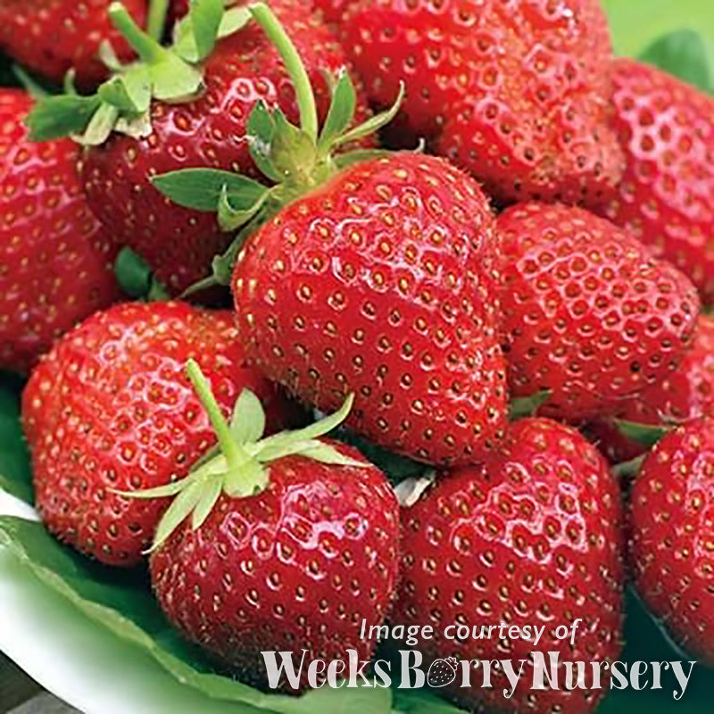 Strawberry Eversweet EB 5ct bare root CF