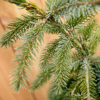 Picea omorika Pendula Bruns 6gal Serbian Spruce