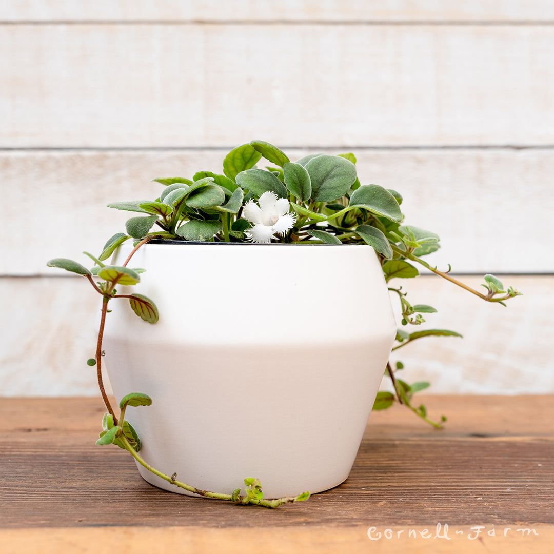 Alsobia dianthiflora 4in Lace Flower Vine – Cornell Farm