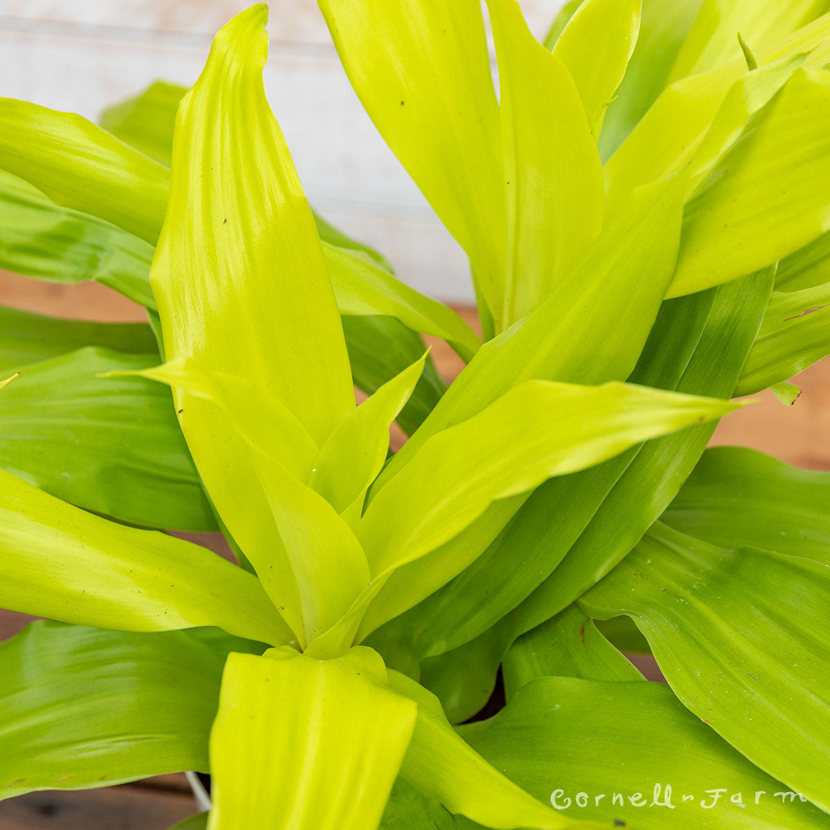 dracaena fragrans limelight Dracaena fragrans 6in Limelight