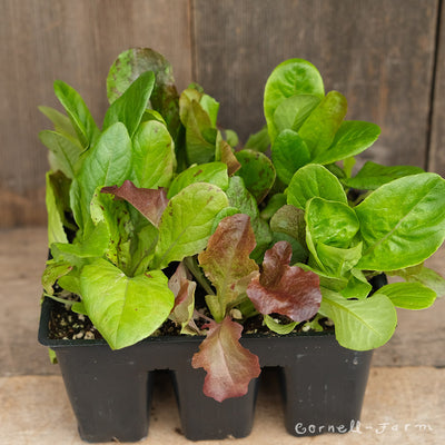 Lettuce Wild Garden Mix Jumbo 6pk