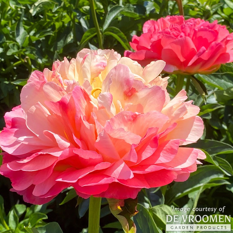 Paeonia Coral Sunset 2 gal Peony CF