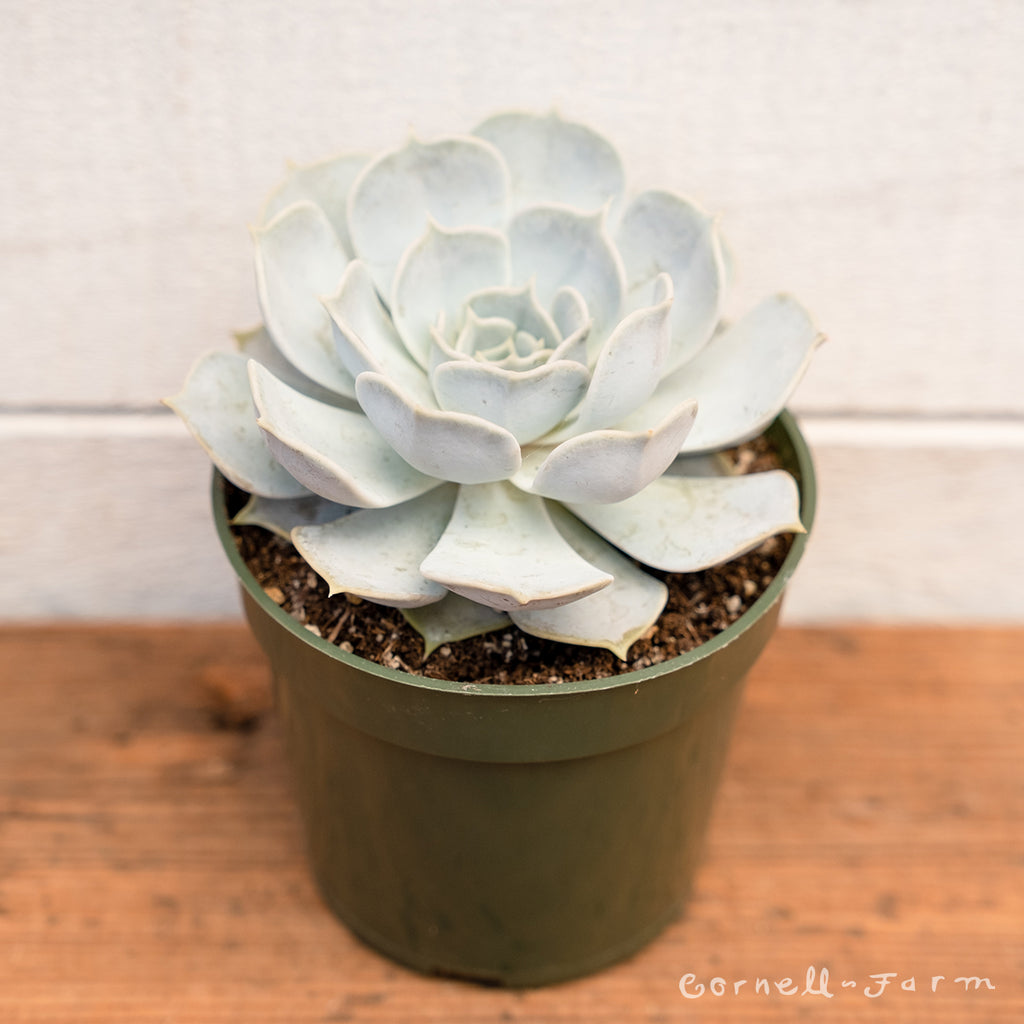 echeveria lilacina succulent Echeveria lilacina 4in – Cornell Farm
