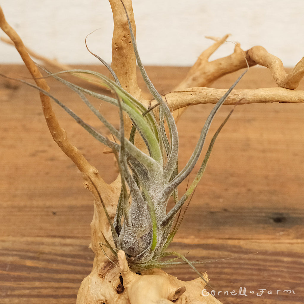 Tillandsia Pruinosa Guatemala