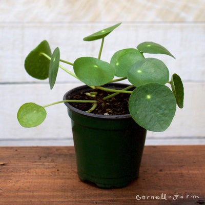 Pilea peperomioides 4in Chinese Money Plant