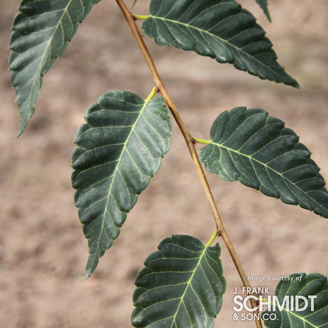 Zelkova Serrata Rhs