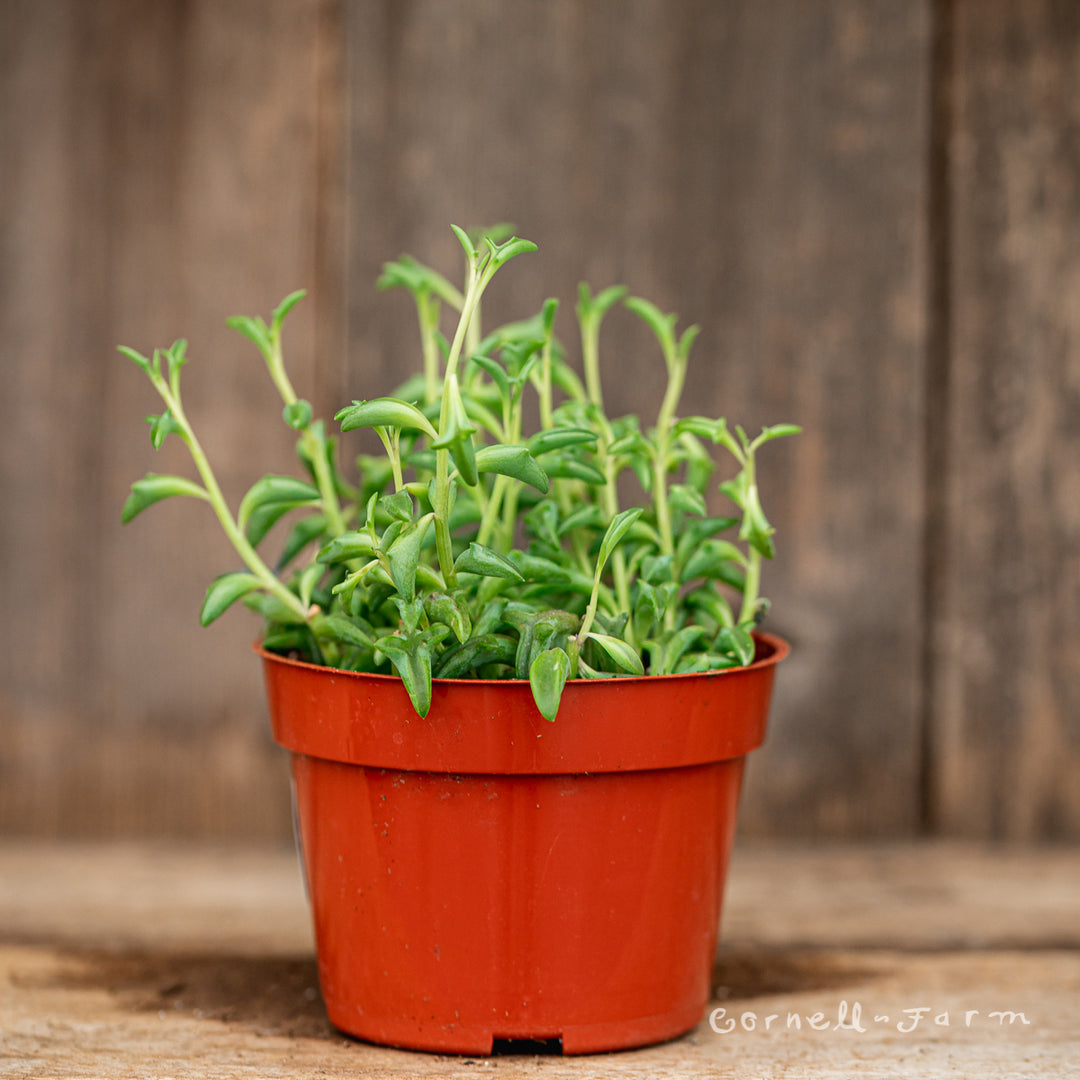 Senecio peregrinus 4in String of Dolphins – Cornell Farm