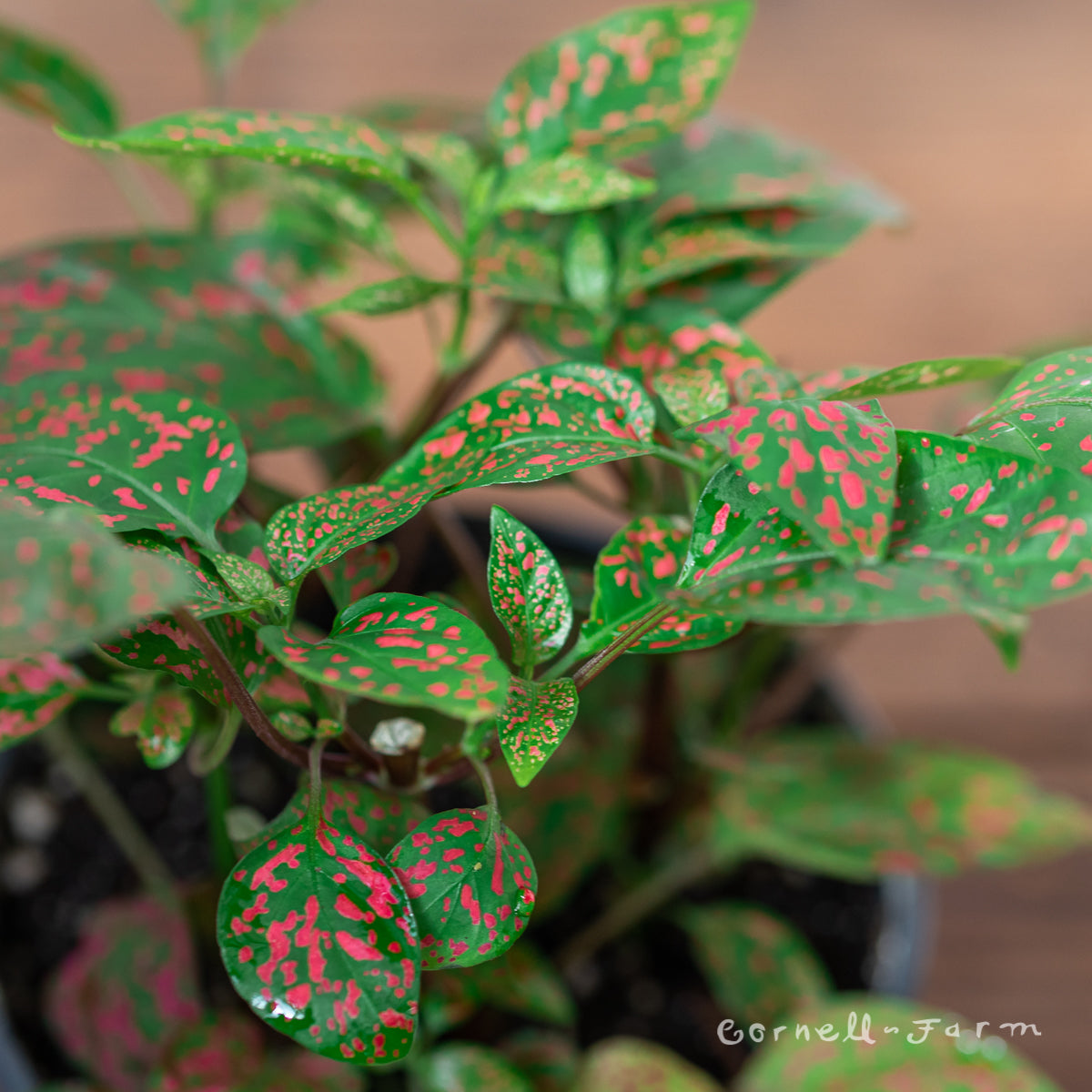 Hypoestes phyllostachya 4in Red Splash Polka Dot Plant