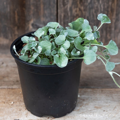 Dichondra Silver Falls 4in