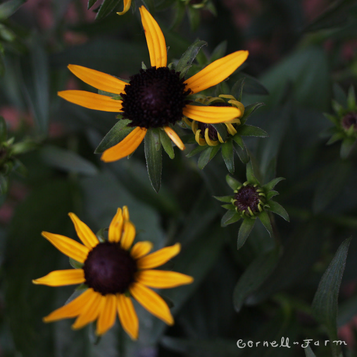 Rudbeckia f Little Goldstar 1gal