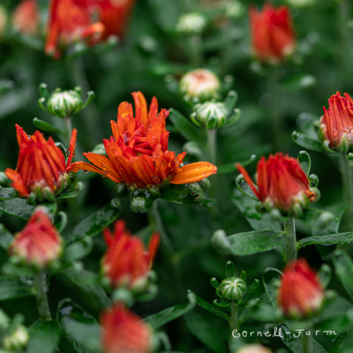 Mums Garden Qrt Orange