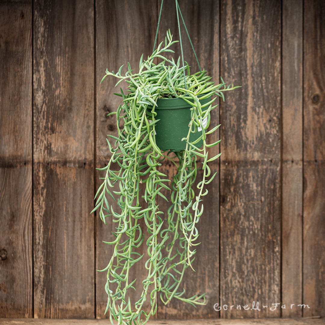 fish hook plant Senecio radicans 6in String of Fish Hooks – Cornell Farm
